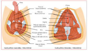 anatomia-sp